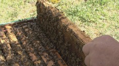 Hřbitovní med. Na největším moravském pohřebišti budou včelí úly