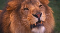 Smutná zpráva: Umřela legenda liberecké ZOO, lev Sultán!