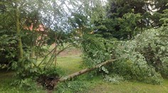 Dalších sedmnáct stromů ve Zlíně hrozí pádem