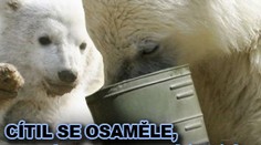 Cítil se osaměle, tak skočil do Knutova medvědího výběhu