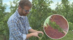 Po suchu a hraboších přišla další pohroma! Ničí ovocné stromy i víno