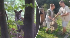 Klokan Kuki byl tři měsíce na útěku! Podívejte se, jak ho chytali