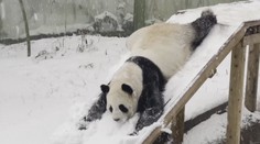 VIDEO: Nic roztomilejšího jen tak neuvidíte. Panda dováděla ve sněhu jako malé dítě