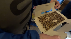 Dům zamořili švábi, říká zoufalá nájemnice. Vážnost situace zarazila i experta