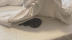 Personál pražského hotelu čekal šok. V pokoji se plazilo několik hadů