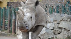 Mrtvý nosorožec z Ústí měl skončit v muzeu, zoo ale tělo zvířete prodala