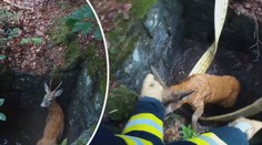 Hasiči zachránili nešťastné zvíře z propustku. Bez poděkování utekl a zmizel