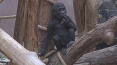 Gorilí kluk v pražské zoo si libuje ve výškách, diváků se nebojí