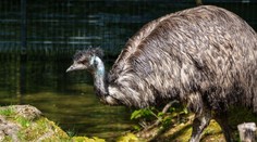 Česká minizoo šokovala veřejnost. Návštěvníci si jako suvenýr odnesli vejce emu