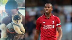 Sturridge řeší na dovolené nepříjemnost! Ukradli mu milovaného psa