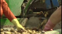 Brambory podraží. Úrodu kazí deštivé počasí