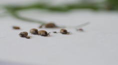 Česko čeká velmi silná druhá vlna klíšťat. Daří se jim kvůli počasí