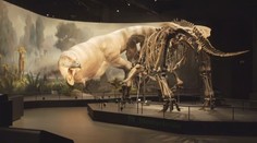 Obsáhlá prohlídka jedné z největších sbírek koster dinosaurů