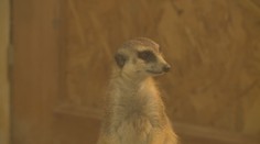Zoo Hluboká se rozzářila do vánoční nálady. Zdobí ji téměř milion světýlek