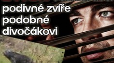 ZÁHADA: Vesnici děsí podivné zvíře podobné divočákovi