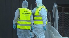 Drůbež v Česku ohrožuje nová nemoc. Způsobuje hromadné úhyny ptactva