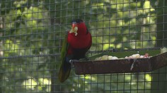 Z ostravské zoo mizí zvířata. Zloději se prý ukrývají mezi návštěvníky