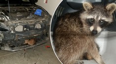 Ženě v autě uvízl mýval: Z motoru ho dostali až odborníci! FOTO