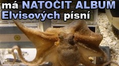 Chobotnice Paul má NATOČIT ALBUM Elvisových písní