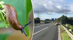 Trabant se převrátil na dálnici. Za nehodu mohli slimáci!