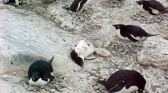 Školáci ukamenovali tučňáka v košické zoo