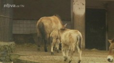 Další čtyři vzácné koně Převalského míří do Mongolska