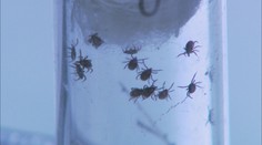 Vysoká aktivita klíšťat. Hrozí velké zdravotní komplikace