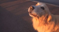 Fenka zachránila svou paničku před rakovinou! Neuvěříte jak!