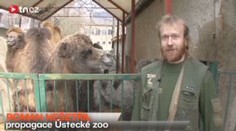 Velbloudí mládě se narodilo i v tuhém mrazu. Daří se mu skvěle