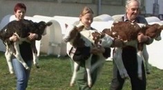 Kráva porodila trojčata