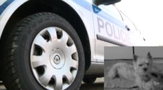 Policisté srazili psa a požadují náhradu škody na vozidle. Důkazy jsou ale podivné