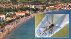 Dovolená v ohrožení! Komár šířící Ziku už je i v Chorvatsku či Itálii