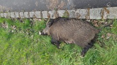 Neznámý pachatel zastřelil šípem bachyni v Mostě. Hrozí mu dva roky