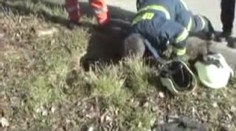 VIDEO: Do kanálu spadl beran. Takhle ho zachránili