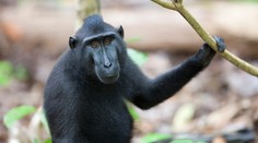 Z děčínské zoo utekl makak chocholatý. Chytili ho v lakovně