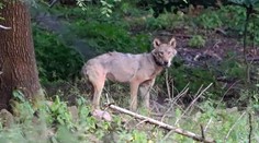 Vlk Bubla se má k světu! Zřejmě se přesunul do Německa