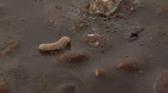 Hitparáda zkažených potravin: foto zasílejte na izpravy@nova.cz