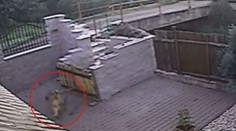 Pes ukradl koště na cizí zahradě. S lupem v zubech ohrozil cyklisty
