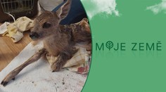 Sražená srna porodila mláďata, pak umřela. Jezděte opatrně, žádají ochránci