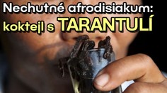 Nechutné afrodisiakum: koktejl s tarantulí