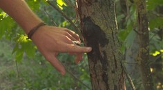 V Česku se šíří nebezpečná houba. Škodí stromům i lidem