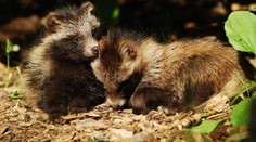 V Česku se přemnožil psík mývalovitý! Hrozí vážné narušení rovnováhy v přírodě
