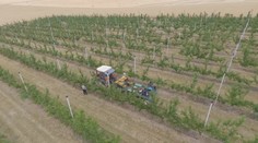 České ovoce může být v budoucnu vzácností. Kvůli počasí a nárůstu cen ubývá sadů
