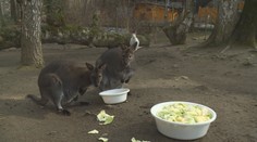 Zoo Děčín hlásí klokaní babyboom, mláďata už vykukují z "kapes"