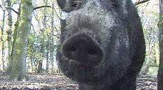 České silnice - hřbitov zvířat? Pod koly aut jich hynou statisíce!