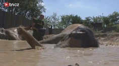 Zoo v Ústí bojuje o slony. Nejsou peníze