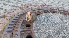 Tlustá krysa se zasekla v kanálu. Zachránili ji hasiči. VIDEO