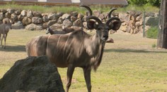 Tipy na výlet: Tyto zoo stojí za návštěvu. Uvidíte lvy, osly i rostliny