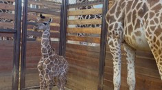 Zoo ve Dvoře Králové má první letošní přírůstky