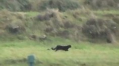 VIDEO: Černý leopard utekl ze zoo, potuluje se Evropou